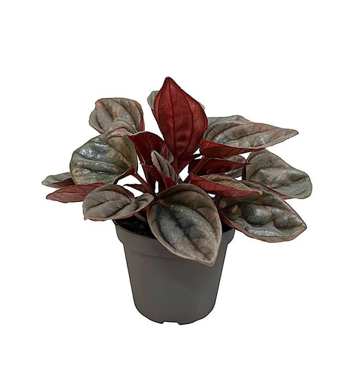 Mini Peperomia Caracas