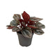 Mini Peperomia Caracas