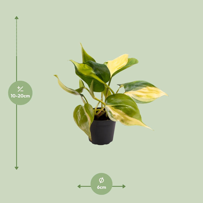 Mini Filodendro Scandens Brasil