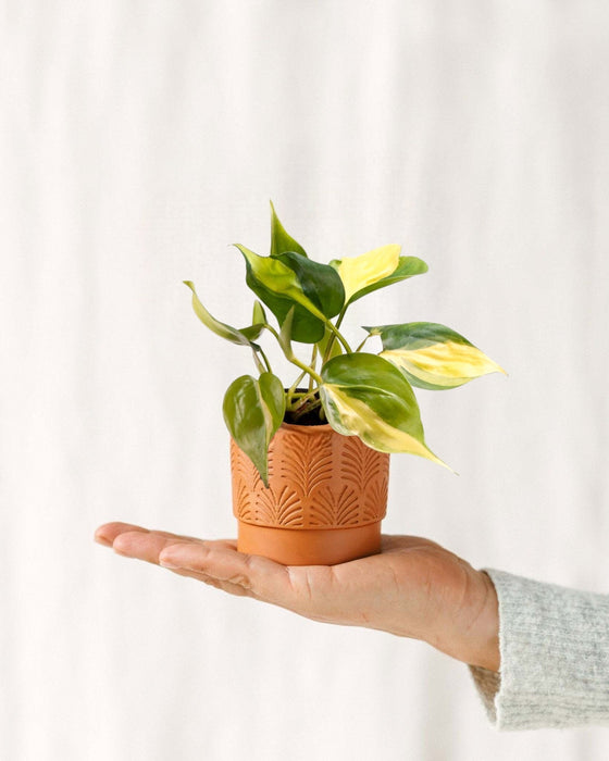 Mini Filodendro Scandens Brasil