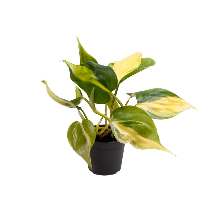 Mini Filodendro Scandens Brasil