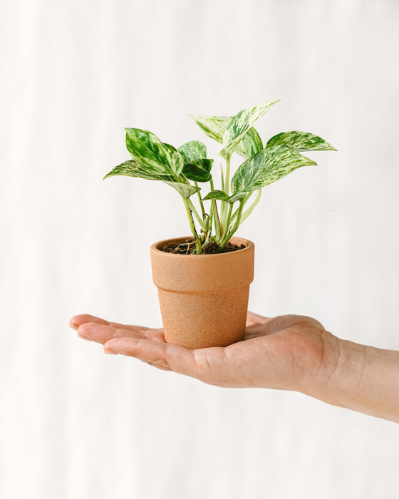 Mini Pothos Regina Dei Marmi