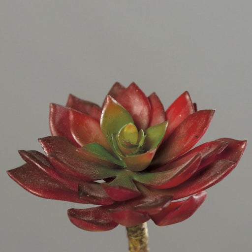 Mini Succulente Rossa Artificiale 12 Cm Per Decorazione