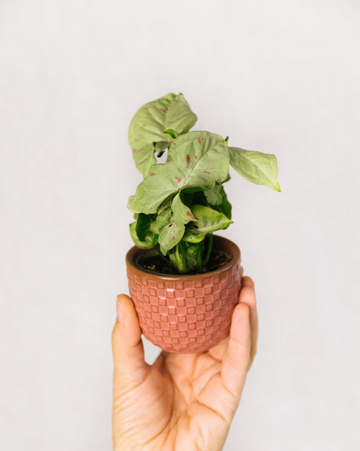 Mini Syngonium Rosa Splash
