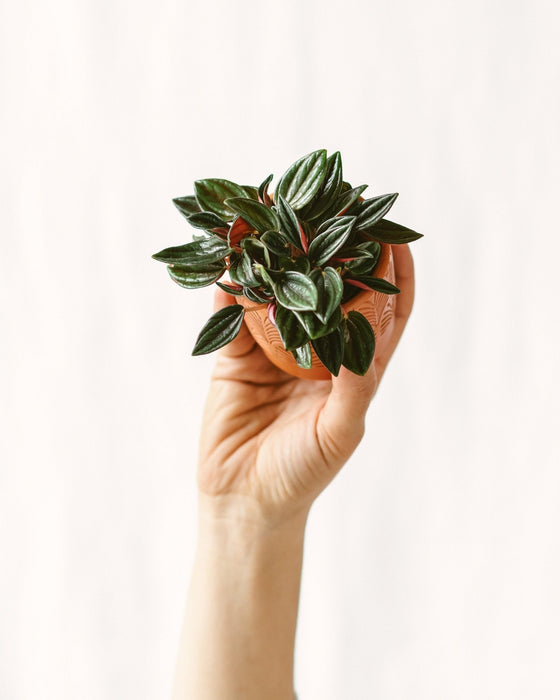 Mini Peperomia Rosso