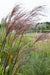 Miscanthus Sinensis 'Ferrer Osten'
