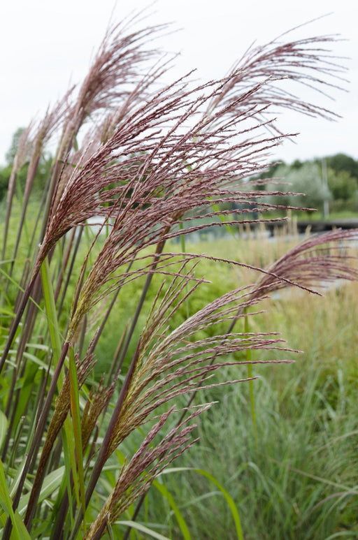 Miscanthus Sinensis 'Ferrer Osten'