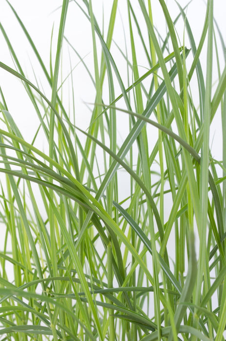 Miscanthus Sinensis 'Ferrer Osten'