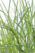 Miscanthus Sinensis 'Ferrer Osten'