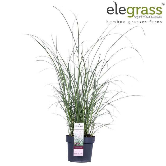 Miscanthus Sinensis 'Ferrer Osten'