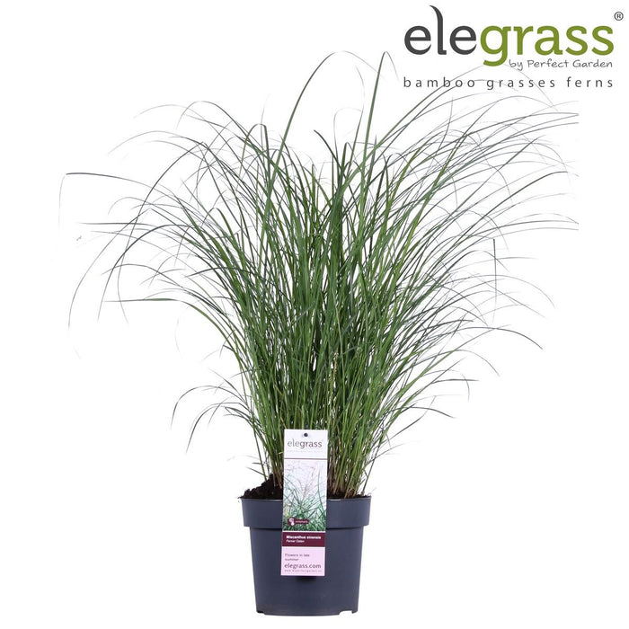 Miscanthus Sinensis 'Ferrer Osten'