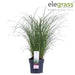 Miscanthus Sinensis 'Ferrer Osten'