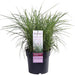 Miscanthus Sinensis 'Ferrer Osten'
