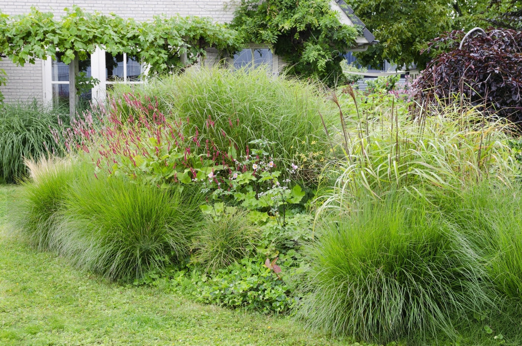 Miscanthus Sinensis 'Ferrer Osten'