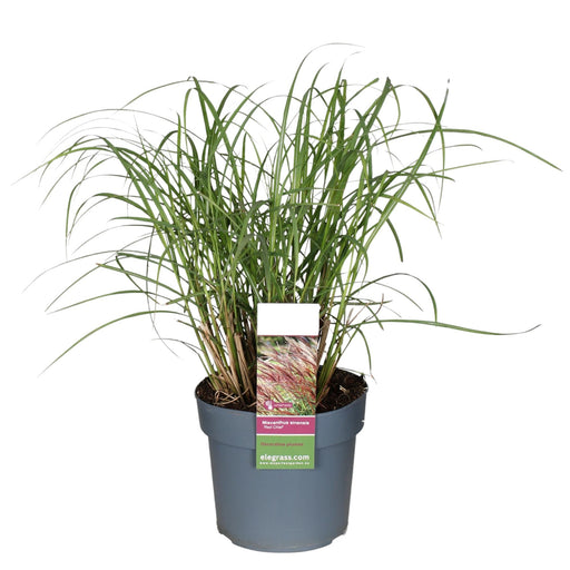 Capo Rosso Miscanthus Sinensis