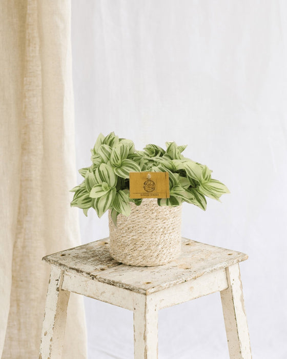 Miseria Tradescantia Luminosità