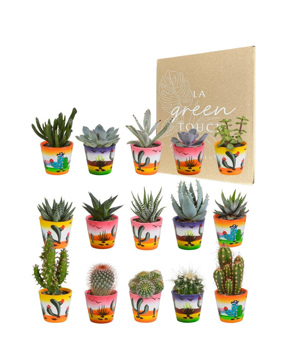 Mix Di 15 Cactus E I Loro Vasi Per Piante Colorati H13Cm