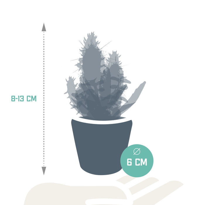 Mix Di 15 Cactus E I Loro Vasi Per Piante Colorati H13Cm