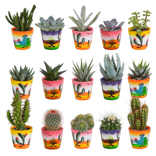 Mix Di 15 Cactus E I Loro Vasi Per Piante Colorati H13Cm