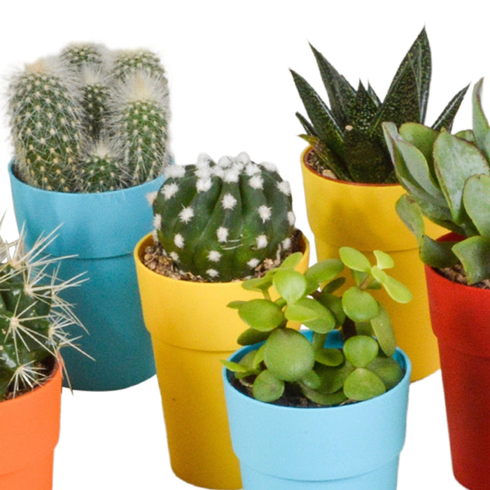 Mix Di 15 Cactus E Piante Grasse E I Loro Vasi Per Piante Colorati H13Cm