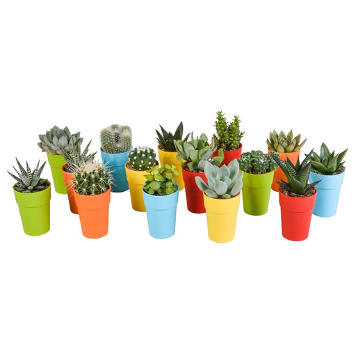 Mix Di 15 Cactus E Piante Grasse E I Loro Vasi Per Piante Colorati H13Cm