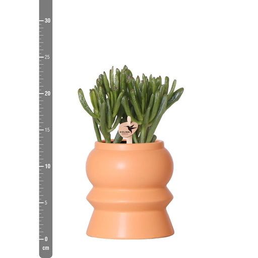 Mix Di 3 Piante Succulente E Relativi Vasi In Ceramica Color Pesca