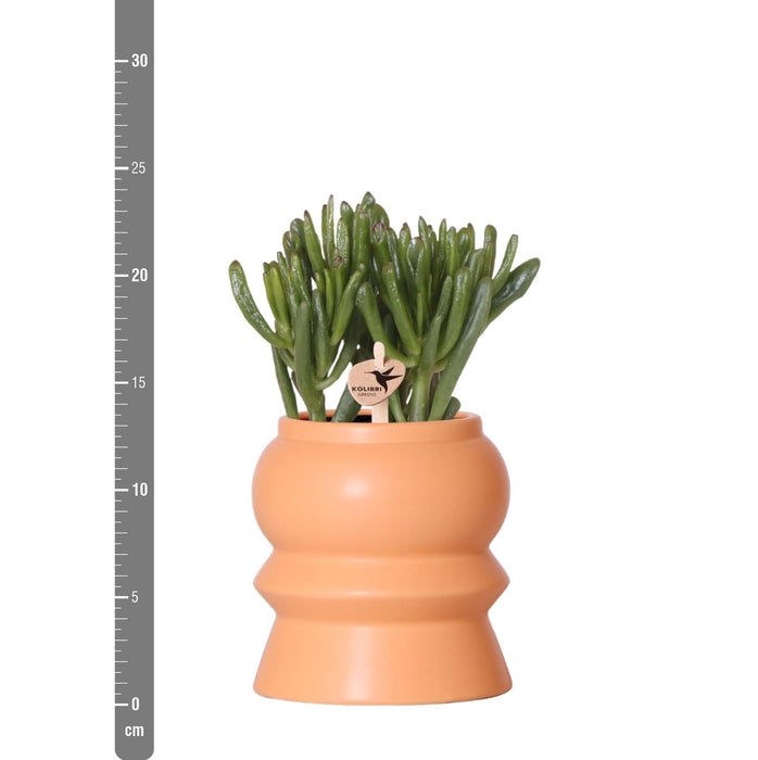 Mix Di 3 Piante Succulente E Relativi Vasi In Ceramica Color Pesca