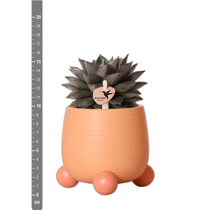 Mix Di 3 Piante Succulente E Relativi Vasi In Ceramica Color Pesca