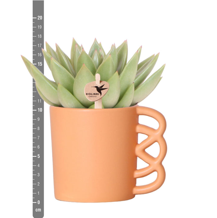 Mix Di 3 Piante Succulente E Relativi Vasi In Ceramica Color Pesca