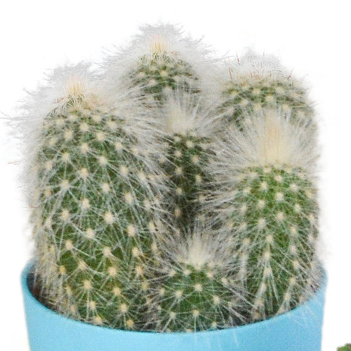 Mix Di 5 Cactus E I Loro Vasi Per Piante Colorati H16Cm