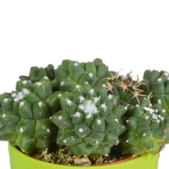 Mix Di 5 Cactus E I Loro Vasi Per Piante Colorati H16Cm