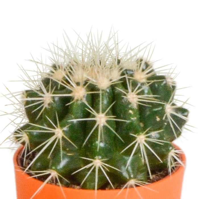 Mix Di 5 Cactus E I Loro Vasi Per Piante Colorati H16Cm