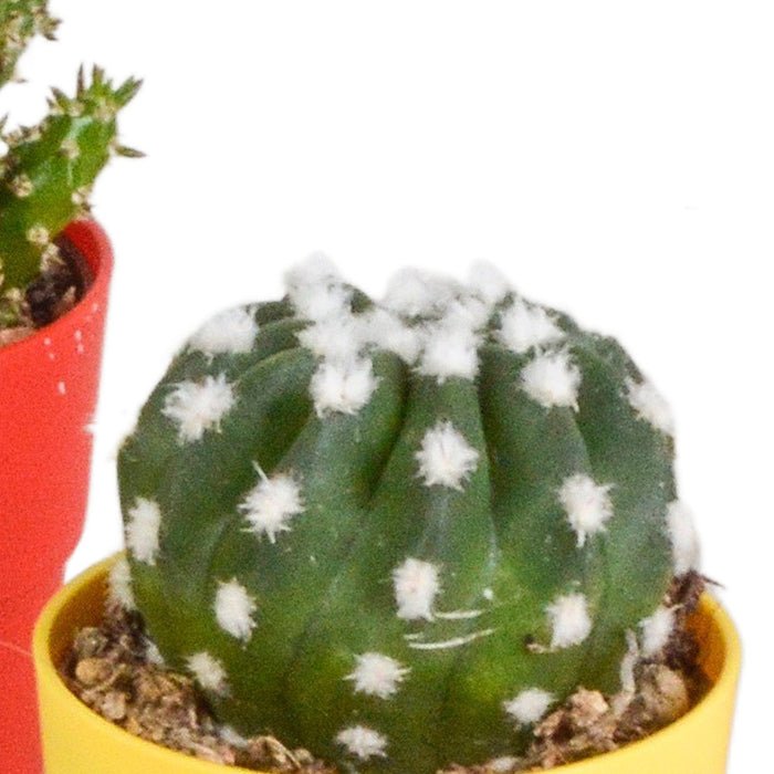 Mix Di 5 Cactus E I Loro Vasi Per Piante Colorati H16Cm