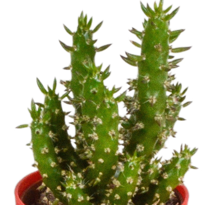 Mix Di 5 Cactus E I Loro Vasi Per Piante Colorati H16Cm