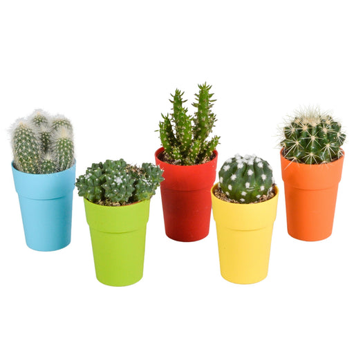 Mix Di 5 Cactus E I Loro Vasi Per Piante Colorati H16Cm
