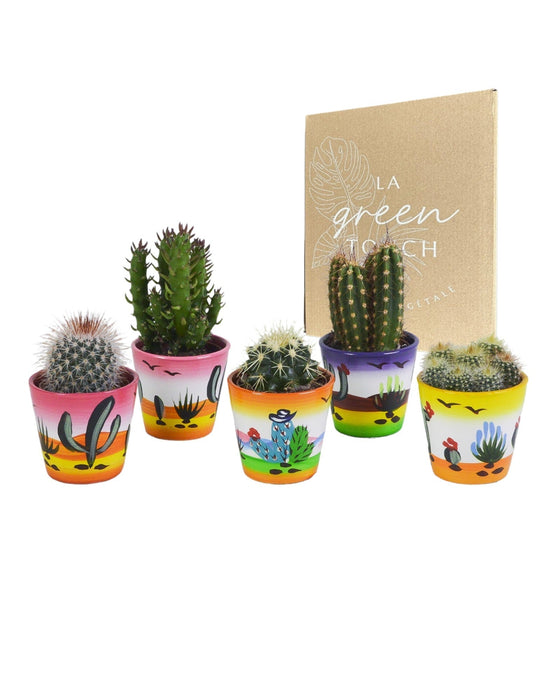 Mix Di 5 Cactus H13Cm