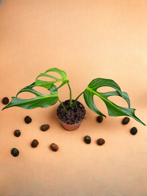 Monstera Burle Marx Fiamma