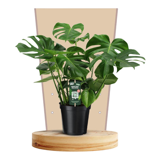 Monstera Deliziosa21