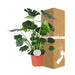 Monstera Deliziosa