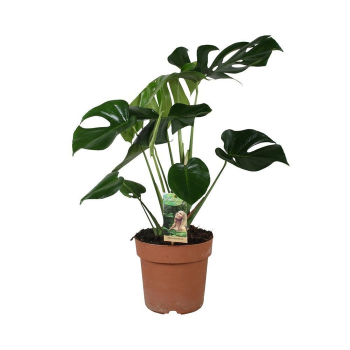 Monstera Deliziosa