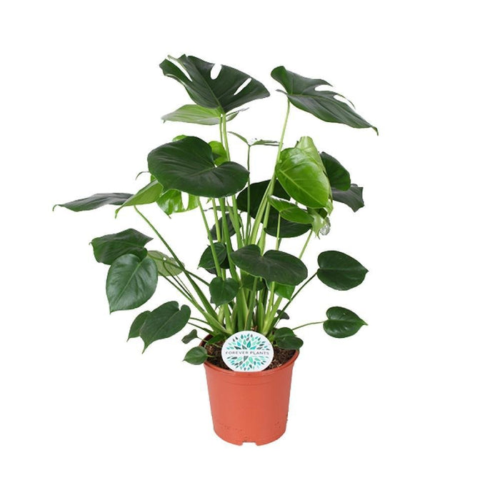 Monstera Deliziosa