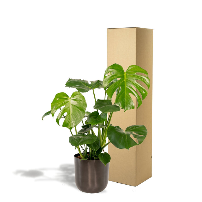 Monstera Deliciosa E Il Suo Vaso Nero