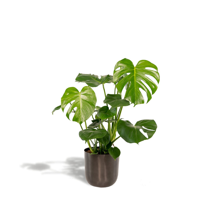 Monstera Deliciosa E Il Suo Vaso Nero