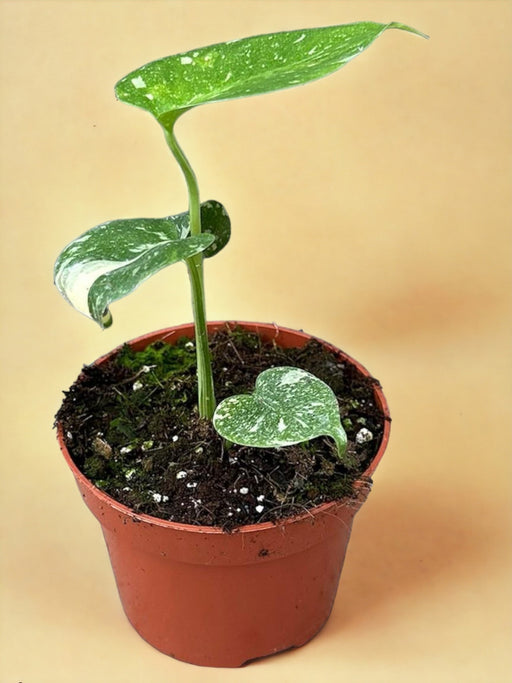 Costellazione Tailandese Di Monstera Deliciosa