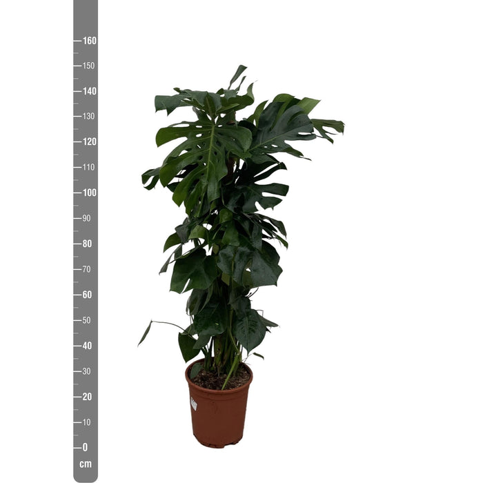 Monstera Deliciosa Xxl - 150Cm - ⌀ 24
