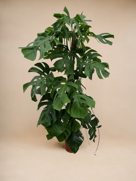 Monstera Deliciosa Xxl - 150Cm - ⌀ 24
