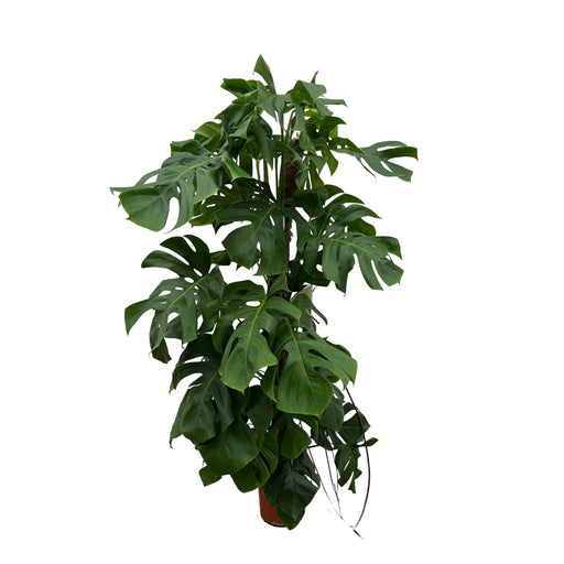 Monstera Deliciosa Xxl - 150Cm - ⌀ 24