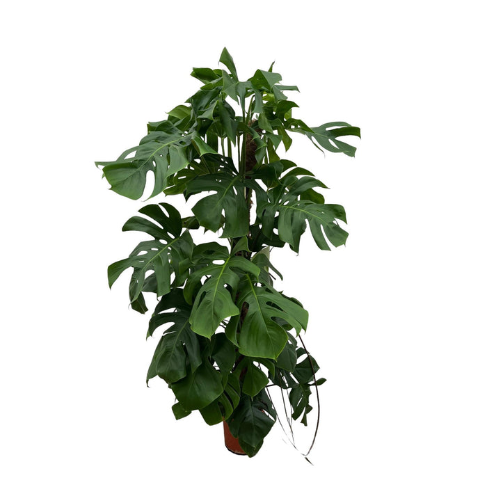 Monstera Deliciosa Xxl - 150Cm - ⌀ 24
