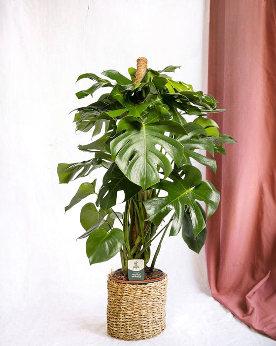 Tutor Di Monstera Deliciosa Xxl