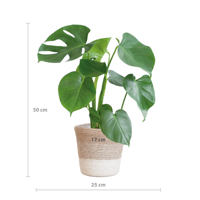 Monstera Deliciosa E Il Suo Vaso